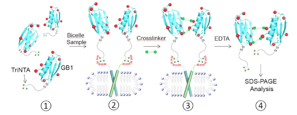 跨膜结构域寡聚体的结构测定新要领，，，其中TriNTA通过人生就是博官方网站合成