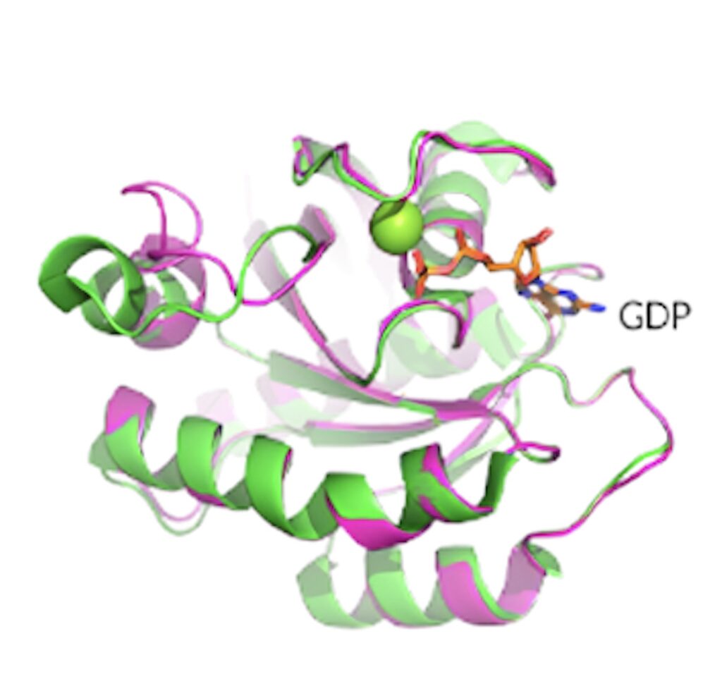 KRAS G12D晶体结构展现了卵白质的构象和 GDP 连系状态。.jpeg